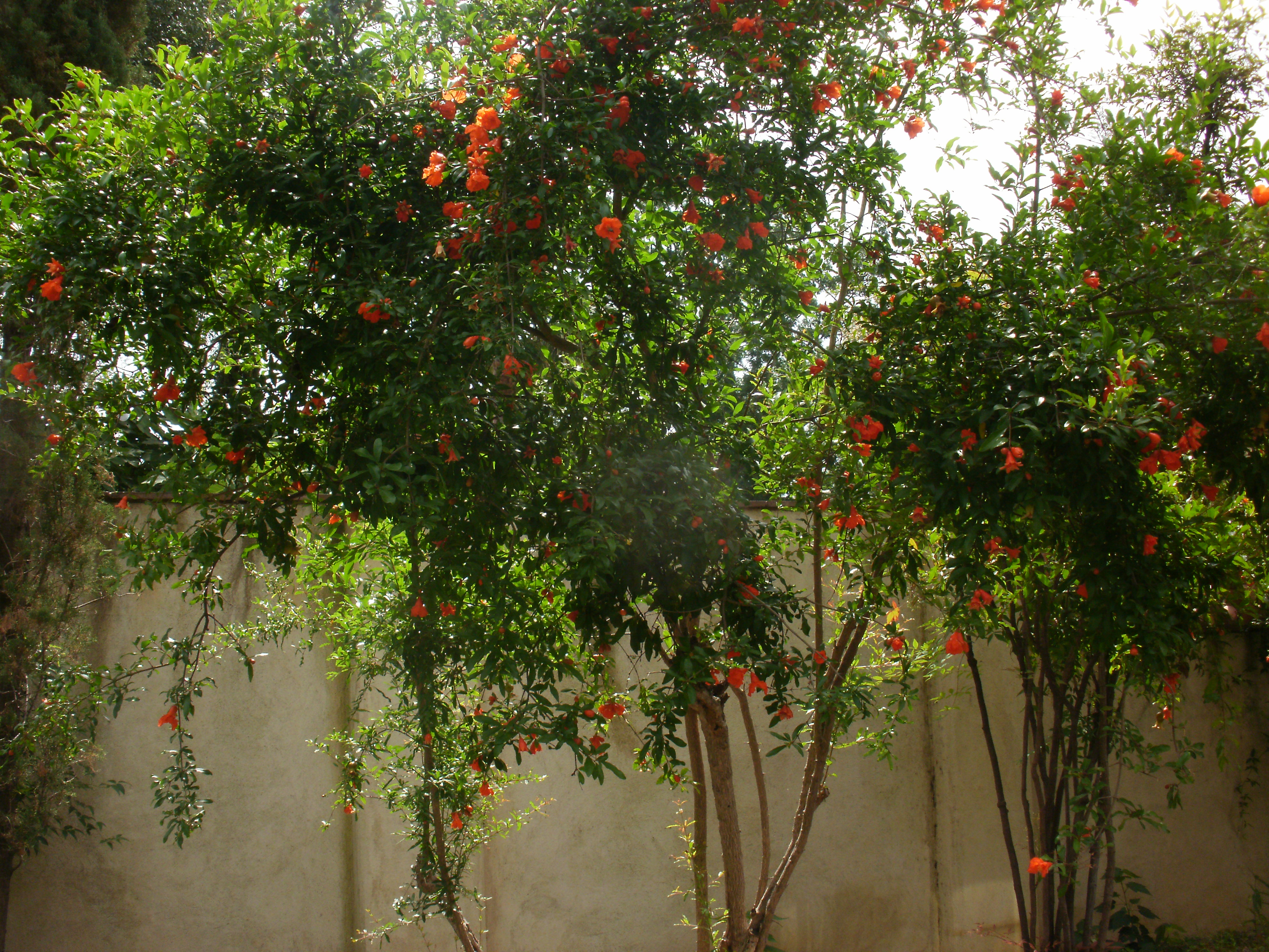 Pomegranate
